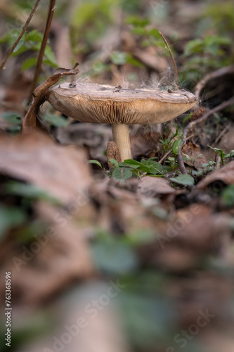 Mushroom inedible outside in leaves.