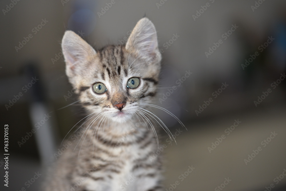 chaton tigre chaton tigre