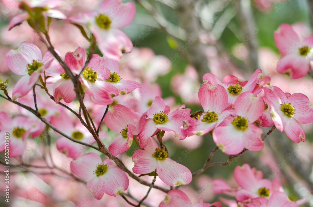 Close-up of pink Dogwood blossoms (Cornus sp.); Fairview, North Carolina, United States of America Close-up of pink Dogwood blossoms (Cornus sp.); Fairview, North Carolina, United States of America