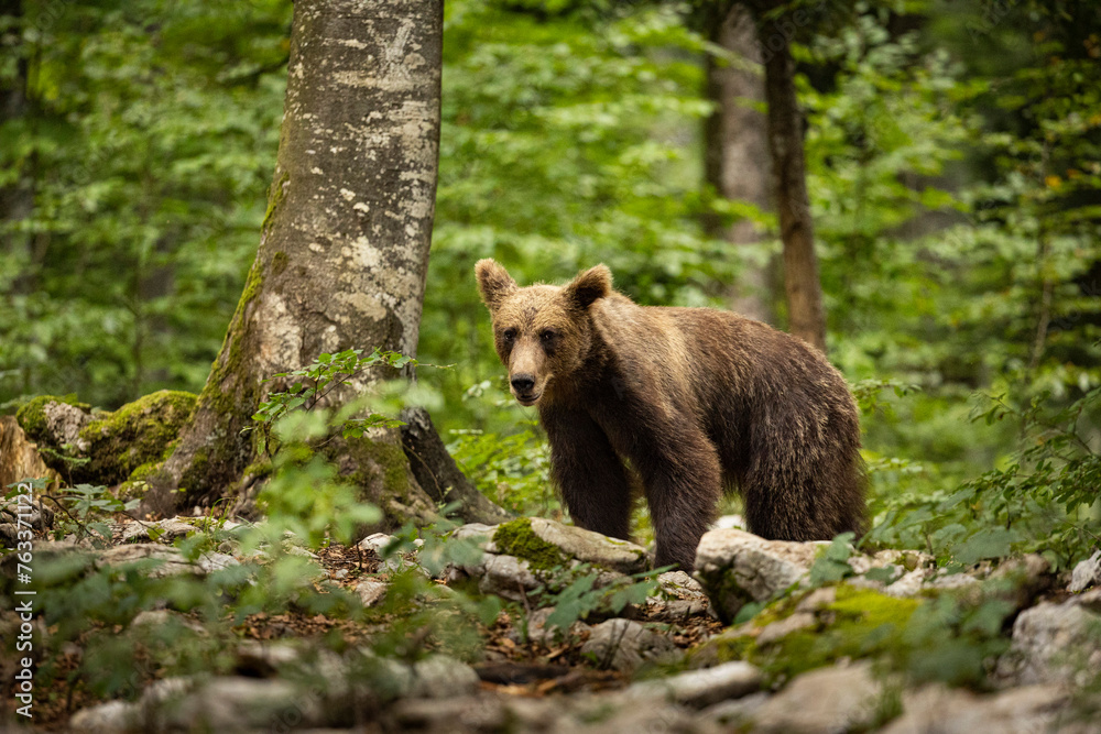 OURS DE SLOVENIE