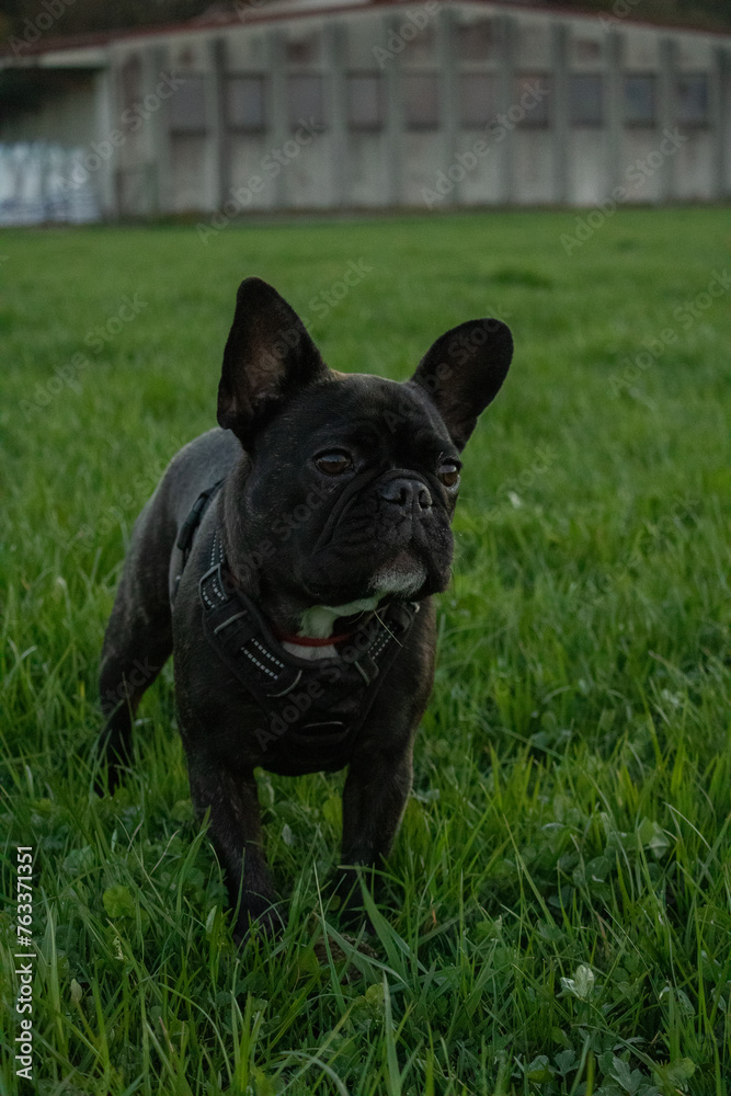french bulldog puppy on green grass