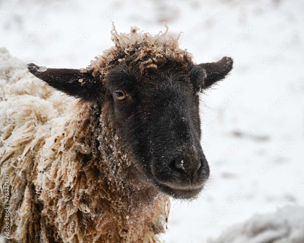 Portrait of a mixed breed sheep (Ovis aries) standing in snow Portrait of a mixed breed sheep (Ovis aries) standing in snow