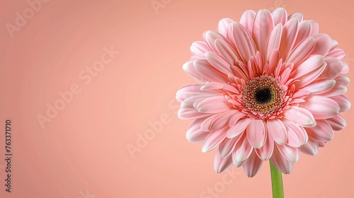 Flower on background, a depiction of amazing color. Blossoming and bright, it's a gorgeous natural decoration.