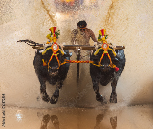 Canvas Print Mangalore, Karnataka - December 30th 2023 - Photo of Kambala or Buffalo race, Tr