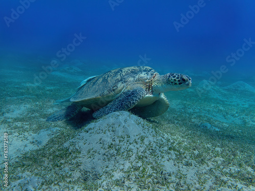 Water turtle in the coral reef during a dive in Bali © A.Freund