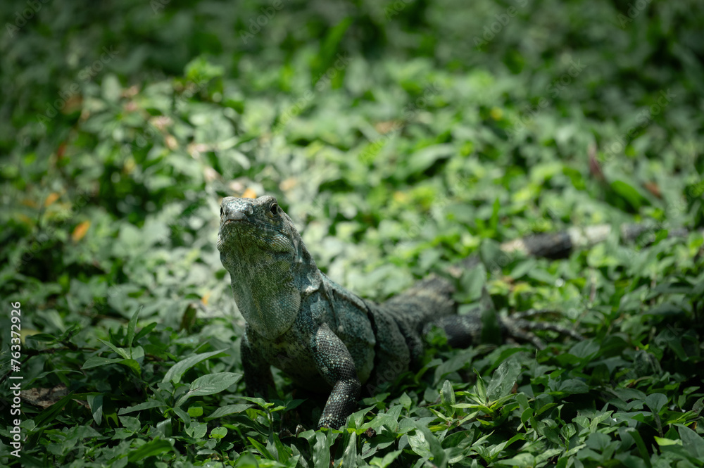 Portrait of a spiny-tailed Iguana, Costa Rica Portrait of a spiny-tailed Iguana, Costa Rica