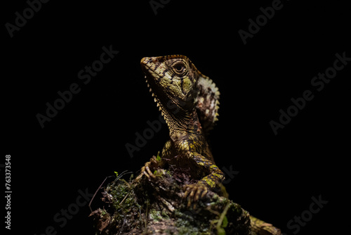 Portrait of a helmeted iguana photo