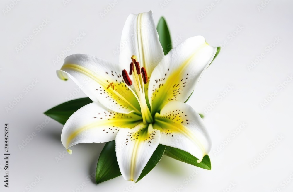 One white lily flower on white monochrome background. Copy space, place for text, empty space. View from above.