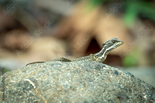 A common basilisk (Jesus lizard) chilling on a stone, Costa Rica