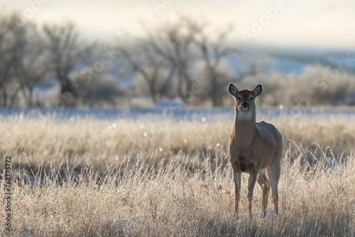 Portrait of a mule deer (Odocoileus hemionus) standing on a snowy field at sunrise; Val Marie, Saskatchewan, Canada photo