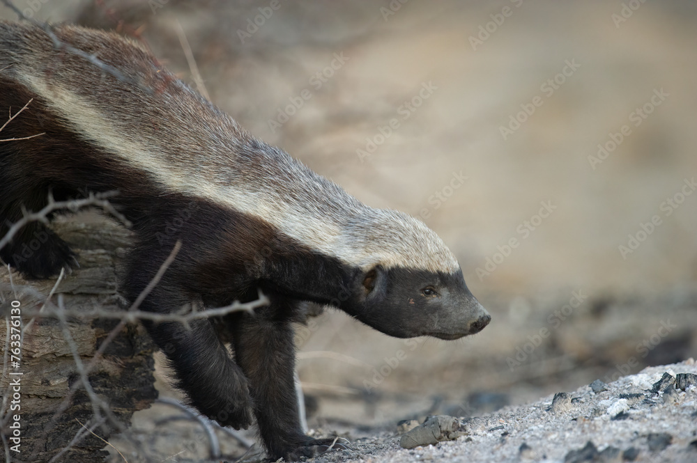 Obraz premium Honey Badger (Mellivora capensis) Kgalagadi Transfrontier Park, South Africa