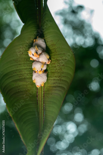 Cute white bats (Ectophylla alba) under a palm leaf, Costa Rica photo