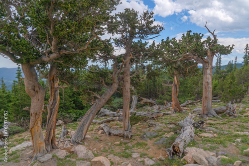 Bristlecone pines grow on the mountainside of a Colorado mountain. These are very old trees; Denver, Colorado, United States of America photo