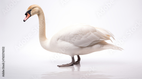 Majestic White Swan on a Pure Background Generative AI