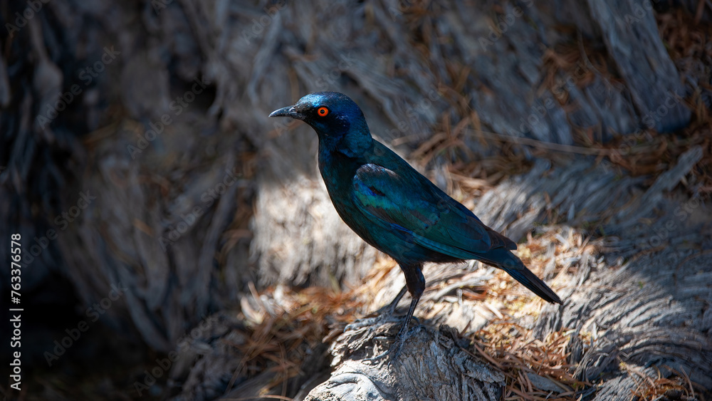 Obraz premium Cape Glossy Starling (Lamprotornis nitens) Kgalagadi Transfrontier Park, South Africa