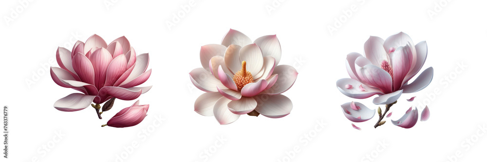 Set of Magnolia blooms with petals, illustration, isolated over on transparent white background