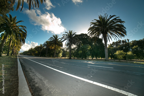 palm trees on the street © bustamante