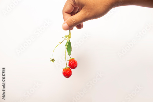 woman's hand picking up fresh red strawberries in isolation on white background