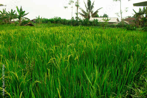 photo of green rice fields, natural background