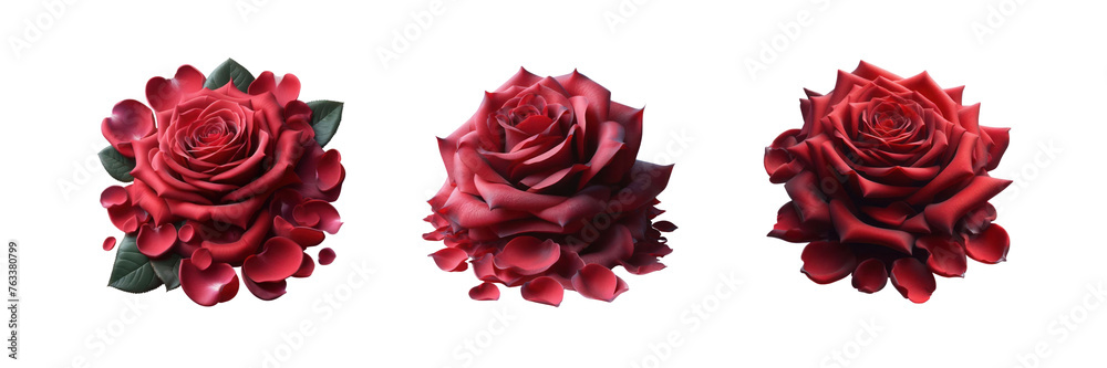 Set of Red Rose petals, illustration, isolated over on transparent white background Set of Red Rose petals, illustration, isolated over on transparent white background