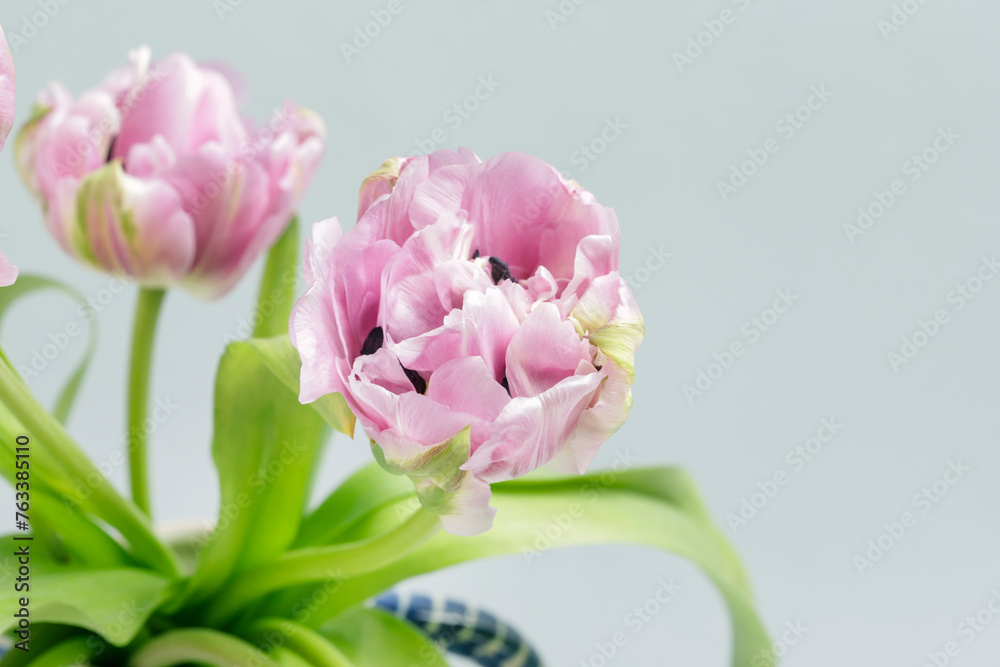 Fototapeta premium Pink tulips on light background.