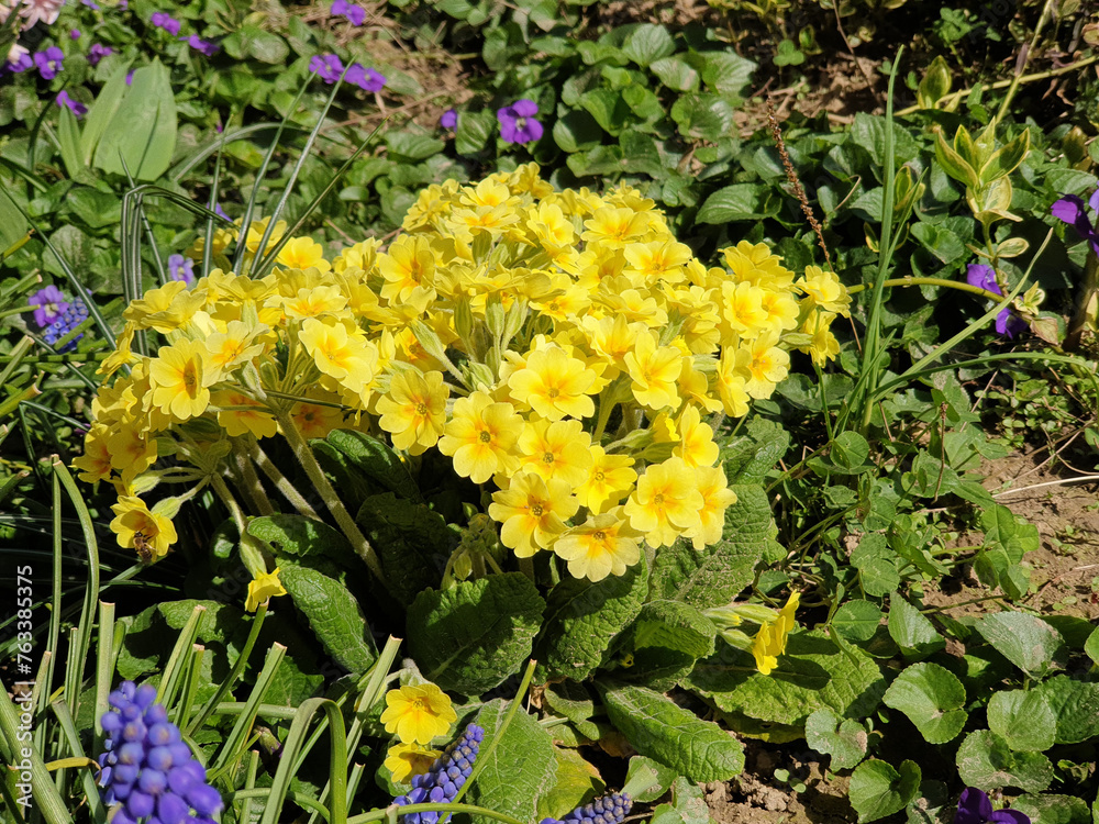 yellow primula - bright flowers at spring garden