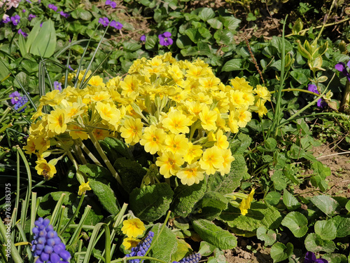 yellow primula - bright flowers at spring garden