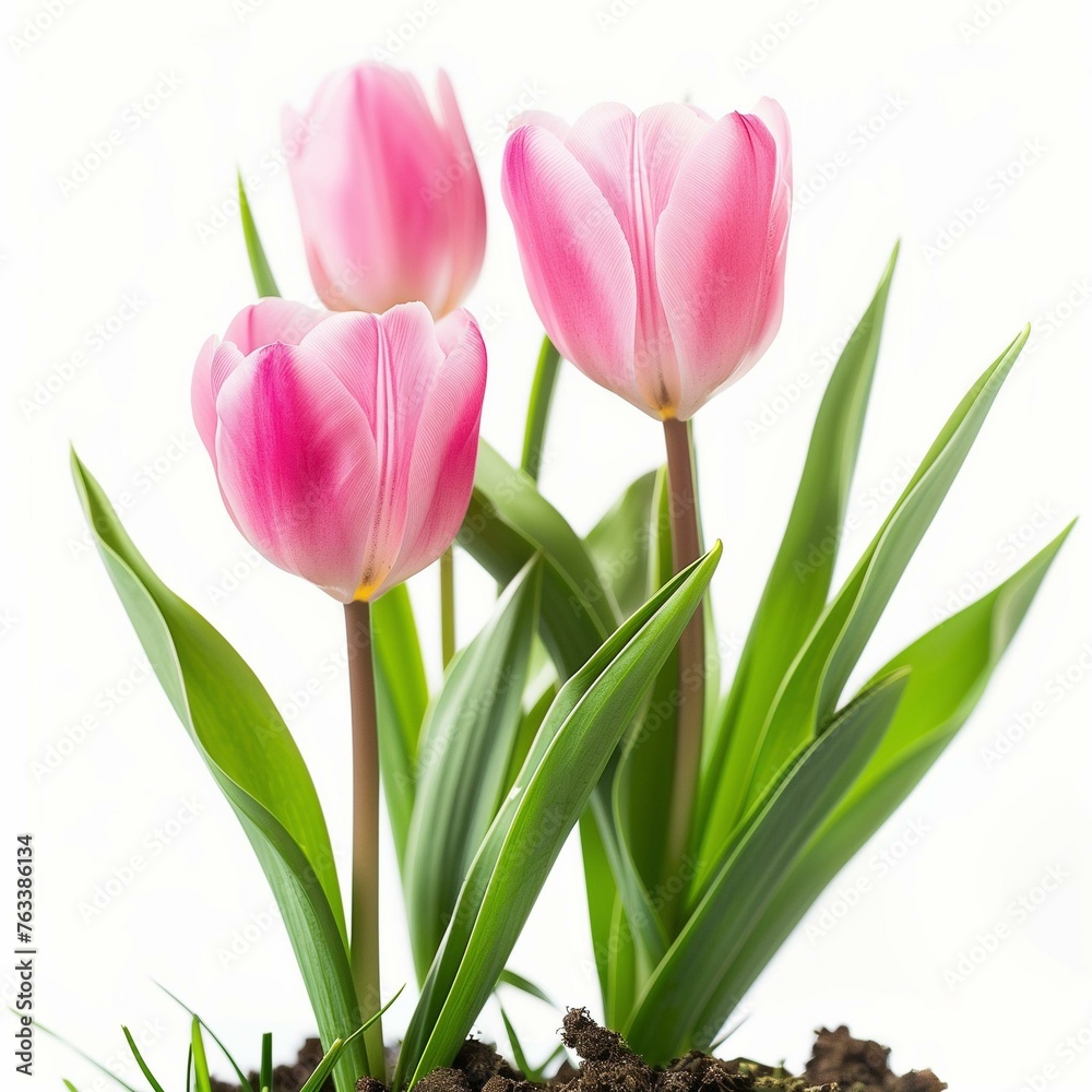 Beautiful Pink Tulips Isolated on White Background, Ideal for Spring Season Beautiful Pink Tulips Isolated on White Background, Ideal for Spring Season