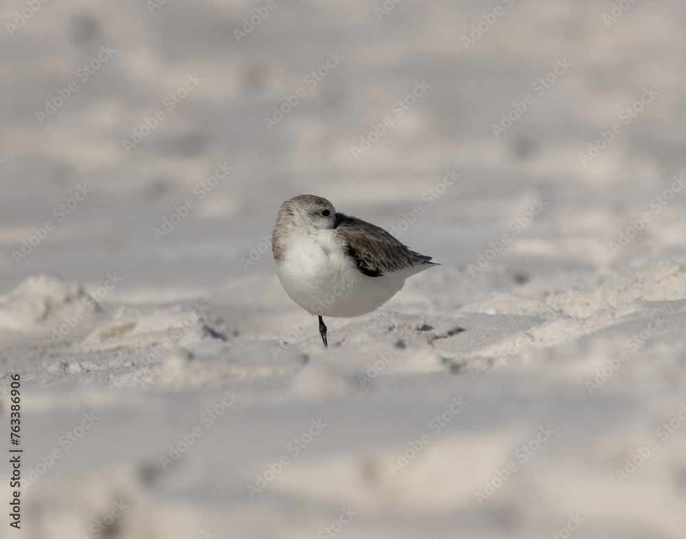 Sanderling standing on 1 foot on the beach Sanderling standing on 1 foot on the beach