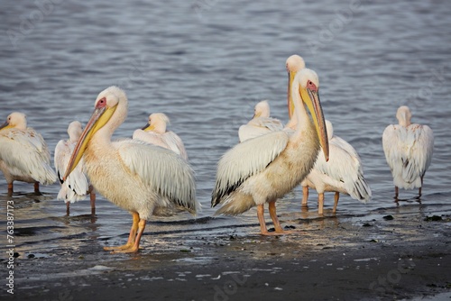 Pelikane am Strand © Peter
