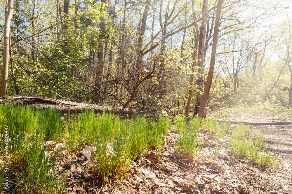 Mysterious sunny place full of roots in the middle of coniferous and deciduous trees forest, surrounded by green grass and dry brown leaves in Giruliai, Lithuania