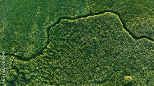 Winding river in jungle, Amazon. Zigzag River, drone view. Small river in field, Aerial view. Wildlife Refuge Wetland Restoration. Green Nature Scenery. River in Wildlife. Freshwater and Ecosystem. 
