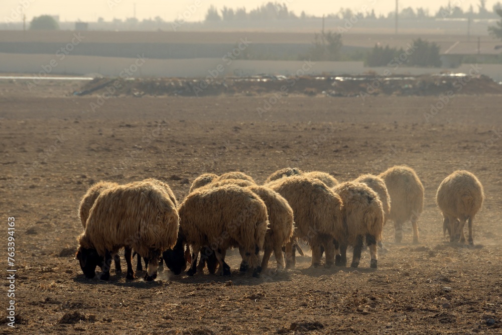 Pastoreo de ovejas al sur de Amán, Jordania