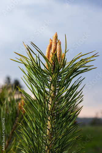 sylvestris Scotch European red pine Scots or Baltic pine. closeup macro selective focus branch with cones flowers and pollen over out of focus background with copyspace