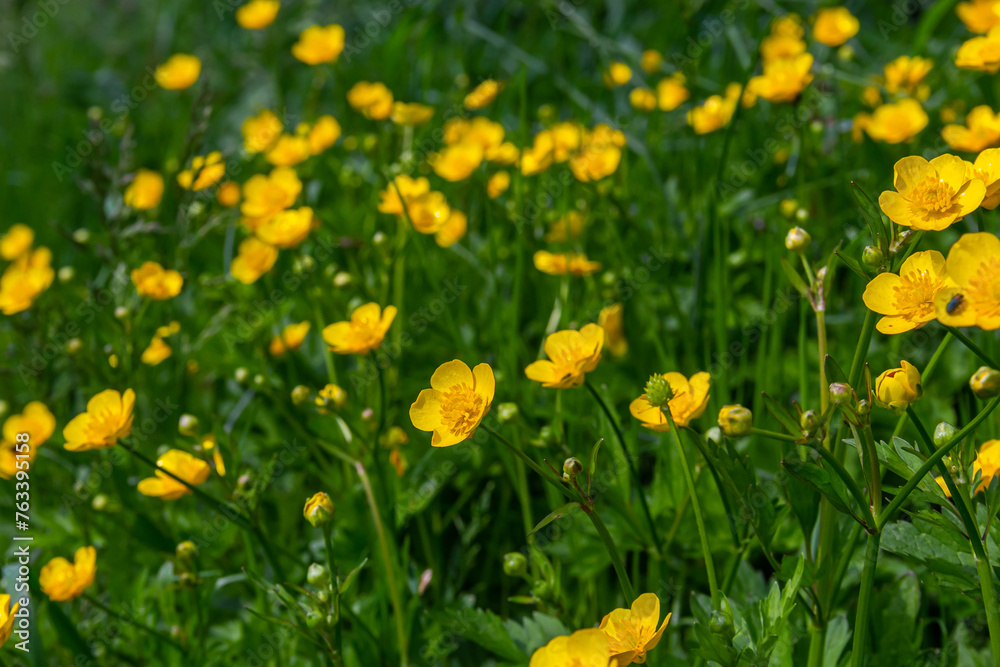 Close-up of Ranunculus repens, the creeping buttercup, is a flowering plant in the buttercup family Ranunculaceae, in the garden