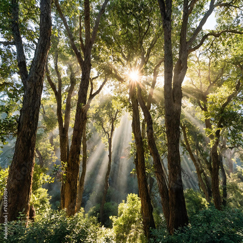 Forests, Trees, Sunlight