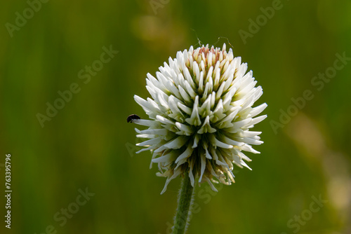 Trifolium montanum  mountain clover meadow in summer. Collecting medicinal herbs for non-traditional medicine. Soft focus