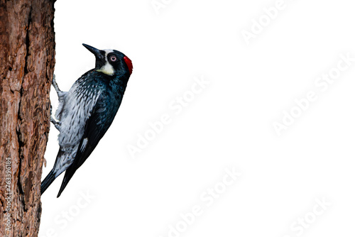 Acorn Woodpecker (Melanerpes formicivorus) High Resolution Photo, Perched on an Isolated Transparent PNG Background photo