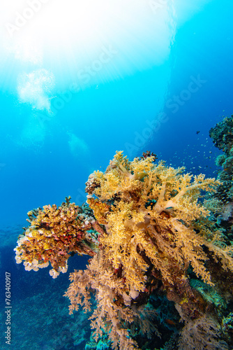 Underwater Tropical Corals Reef with colorful sea fish. Marine life sea world. Tropical colourful underwater seascape. photo