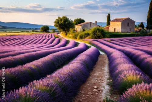 A road winding through a serene lavender field in rural