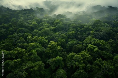 Aerial view of a lush, green forest canopy stretching for miles © KerXing
