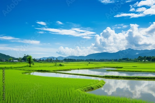 A serene view of lush green paddy fields stretching into the horizon