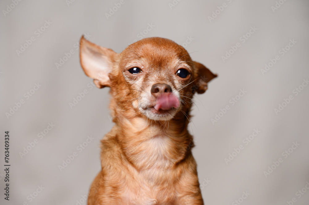 Portrait of Mini Toy Terrier sitting at home and missing his owner, close-up. Concept of a pet adapting to new conditions, waiting for the owner, sadness Portrait of Mini Toy Terrier sitting at home and missing his owner, close-up. Concept of a pet adapting to new conditions, waiting for the owner, sadness