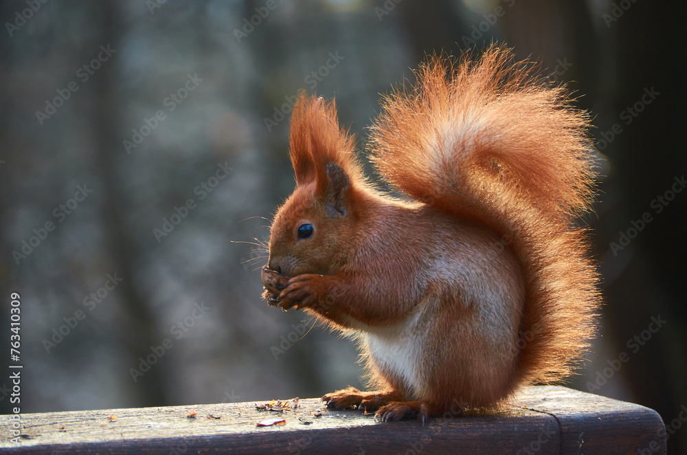 funny squirell eating nuts in the park funny squirell eating nuts in the park