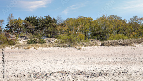 Fototapeta Naklejka Na Ścianę i Meble -  Panoramic view. Sandy beach and forest dune area of the Baltic Sea. View from the sea side.