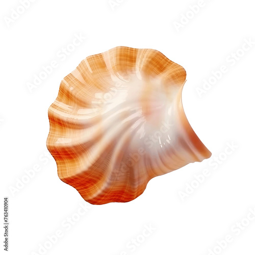 Seashell isolated on transparent or white background