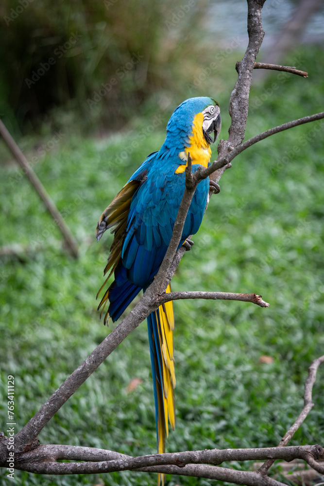 Blue Arara, Brazilian parrot, on a branch in the middle of the jungle. Amazon Forest, Amazonia, Belém do Pará, Brazil. Species of bird victim of animal trafficking. Wildlife, fauna, environmental.