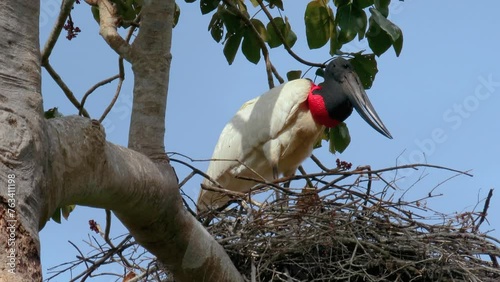 Large jabiru (Jabiru mycteria) in the nest. Pantanal, Brazil.