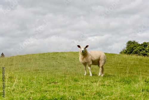 Fototapeta Naklejka Na Ścianę i Meble -  A sheep standing in a fashion pose on a green hill