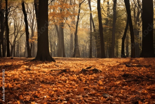 Peaceful forest with a carpet of fallen leaves in autumn